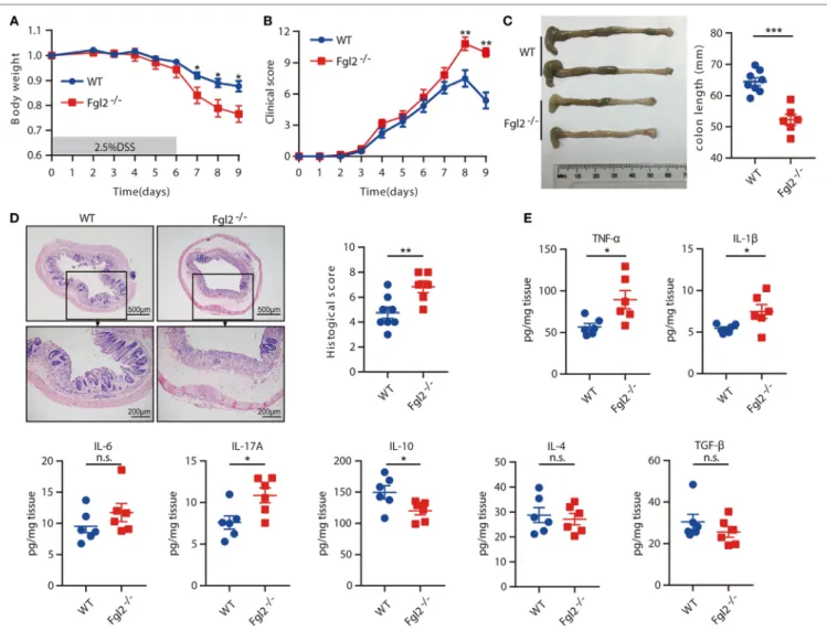FigUre 2 | Loss of fibrinogen-like protein 2 (Fgl2) aggravates dextran sodium sulfate (DSS)-induced colitis