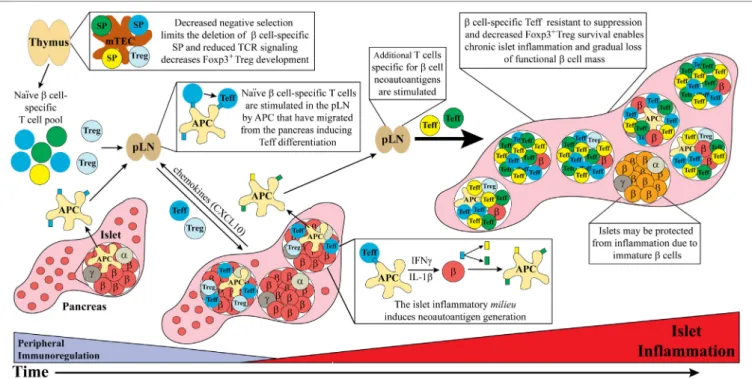 FigURe 1 | Dysregulated thymic and peripheral events culminate in chronic islet inflammation
