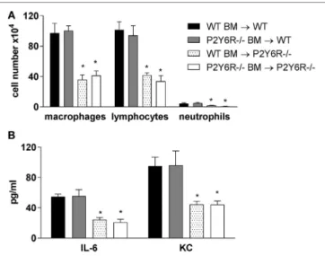 FigUre 5 | Involvement of P2Y 6 R subtypes on inflammatory and lung  structural cells in bleomycin-induced pulmonary fibrosis