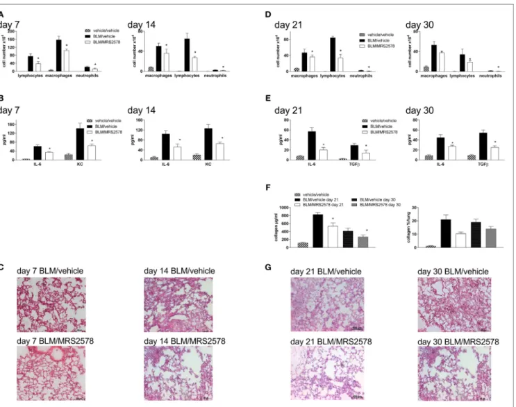 FigUre 6 | Blocking P2Y 6 R subtypes decreases bleomycin-induced pulmonary fibrosis. Male C57Bl/6 mice received an i.t