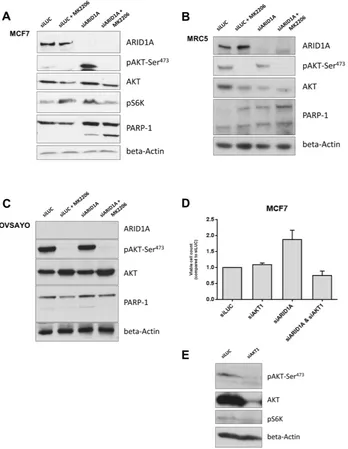 Figure 2: Loss of ARID1A expression increases vulnerability of cancer and primary cells to AKT-inhibition resulting in increased apoptosis