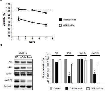 Figure 2: Anti-proliferative effects mediated by trastuzumab and HER2bsFab. A) SK-BR-3 cells growth was followed for 3, 5 and 7 days in the presence of trastuzumab or HER2bsFab (500 nM)