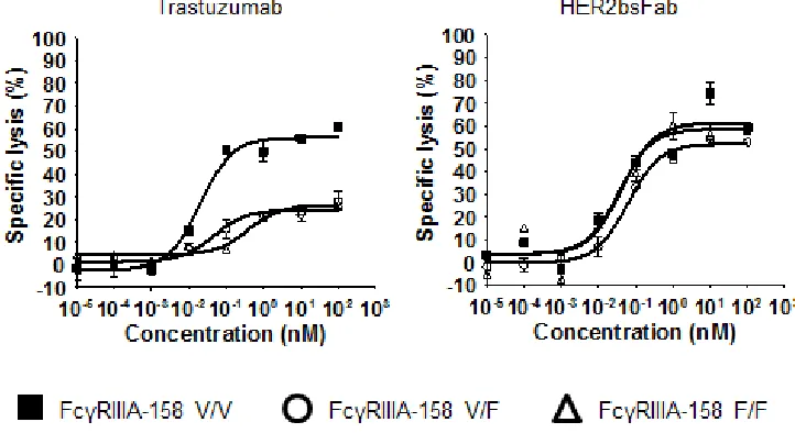 Table 2:Apparent affinities of HER2bsFab and trastuzumab for mouse Fcγ receptors. 
