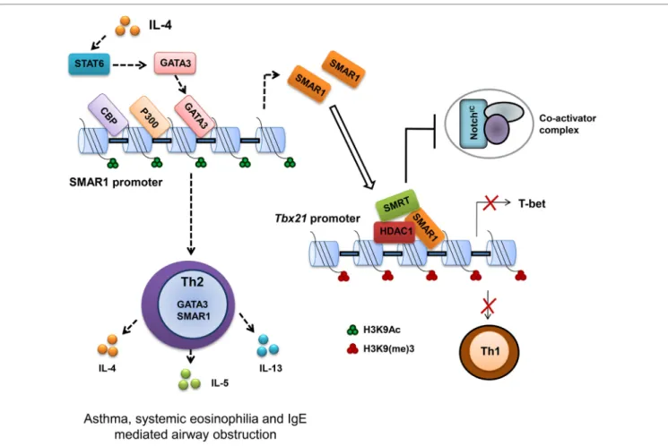 FiGURe 2 | Scaffold matrix attachment region-binding protein 1 (SMAR1) deficiency causes defective Th2 response both in vitro and in vivo