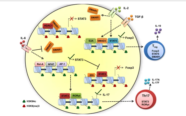 FiGURe 3 | Scaffold matrix attachment region-binding protein 1 (SMAR1) is required to maintain high Foxp3 expression and regulatory T (T reg )  phenotype
