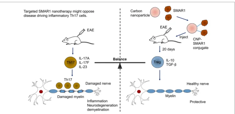 FiGURe 4 | Targeted scaffold matrix attachment region-binding protein 1 (SMAR1) nanotherapy might oppose disease driving inflammatory Th17  cells