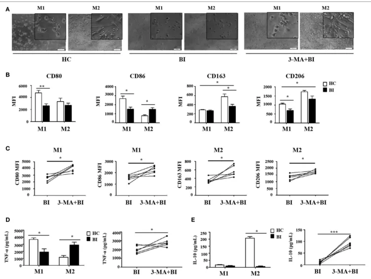 FigUre 5 | Brucella infection inhibited macrophage polarization via autophagy. Monocytes were purified from the peripheral blood of 10 patients with Brucellia  infection (BI) and 10 healthy controls (HC), and purified monocytes from 6 patients with BI were