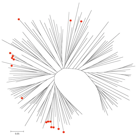 Figure 6Distance tree of 3D7 RIFINs generated using the p-distance/NJ methodDistance tree of 3D7 RIFINs generated using the p-distance/NJ method