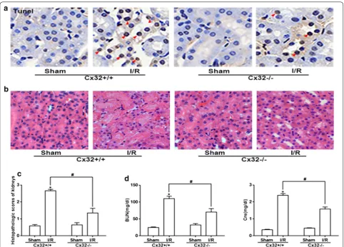 Fig. 6 Cx32 gene deletion markedly attenuated I/R-induced renal tubular epithelial cells apoptosis and damage
