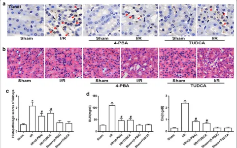 Fig. 3 TUDCA and 4-PBA pretreatment attenuated I/R-induced renal tubular epithelial cells apoptosis and renal damage