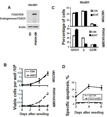 Figure 5: FOXO1 inhibits growth and induces apoptosis in MedB-1 cells. (A) Expression of FOXO1-ER fusion protein and endogenous FOXO1 in MedB-1 cells transduced with constitutively active FOXO1 variant or with empty vector (EV) was analyzed by immunoblot