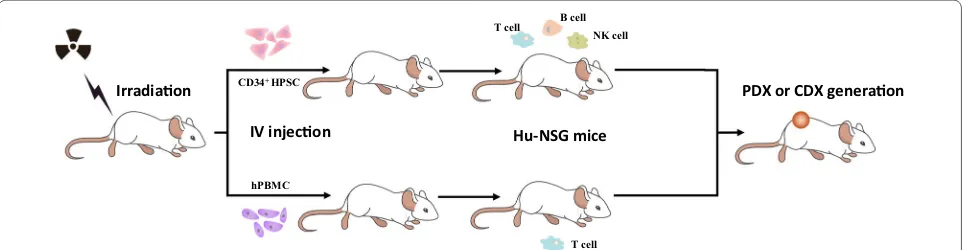 Fig. 3 Overall generation of human immune systems in immunocompromised mice. After subjecting to irradiation, purified  CD34+ HPSCs or hPBMCs are injected into the peripheral blood of NSG mice to generate humanized mice for CDX or PDX generation