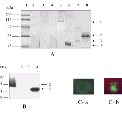 Figure 1Uptake of high molecular weight proteins by infected human erythrocytes (A) Western blot analysis of biotin labelled proteins parasite pellet of infected RBCs incubated with unlabelled recombinant PfHRP-2 (lane 3), supernatant of infected RBCs trea