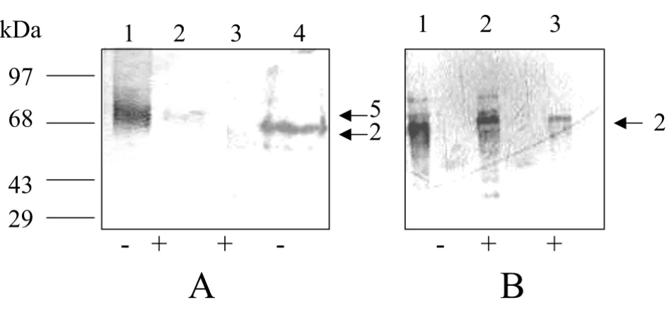 Figure 3(A), Western blot analysis to show the effect of sodium azide on the import of biotinylated HSA and PfHRP-2 to the infected human red blood cells