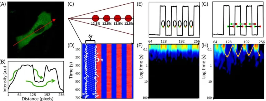 Fig. 1.1: Pair correlation analysis of a fluorescent protein’s diffusive route reveals how the cell’s architecture directs  intracellular traffic