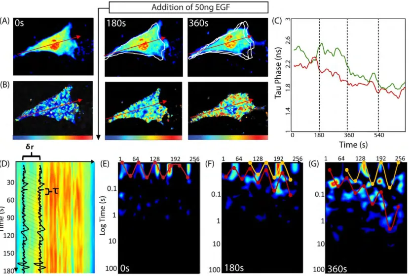 Fig. 1.2: Pair correlation analysis of a Rac1 FRET biosensor reveals Rac1 activity to be spatiotemporally regulated by a  dynamic gradient of protein mobility.