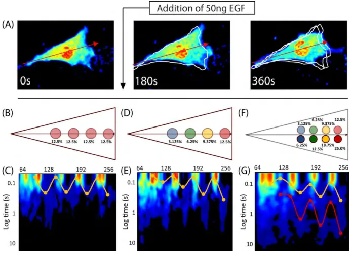 Fig. 1.4: Investigating the cellular substructure during three stages of EGF stimulation by  comparing pCF carpets