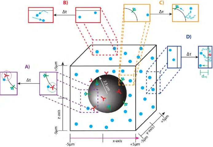 Fig. 2.1: Simulations on our Particle-Based Stochastic Reaction-Diffusion Model 