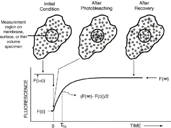 Fig. 1. Schematic of a FRAP experiment (see text for description of the  FRAP experiment) 
