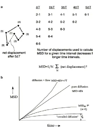 Fig. 5 Mean square displacement of lateral mobility. 