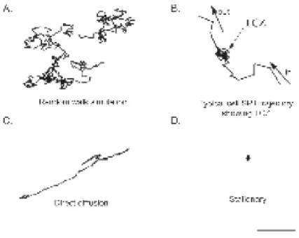 FIG. 6. Various trajectories from single-particle tracking (SPT)  experiment on murine fibroblasts or simulation 