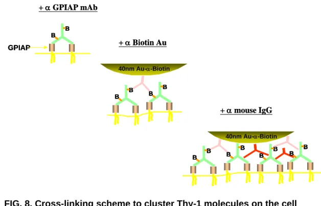 FIG. 8. Cross-linking scheme to cluster Thy-1 molecules on the cell  surface: 
