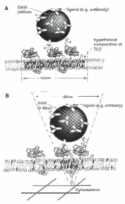 FIG. 9. Two different types of confinement induced by cross-linking. 