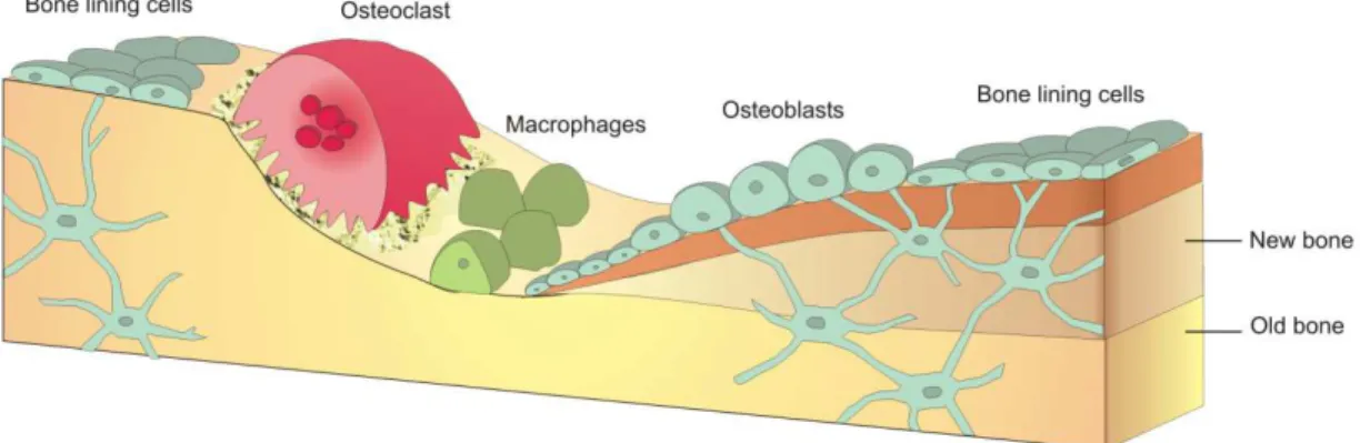 Figure 1.2 Resorption of osseous tissue by osteoblasts and macrophages, and the subsequent deposition  of new tissue by ossification through osteoblast activity