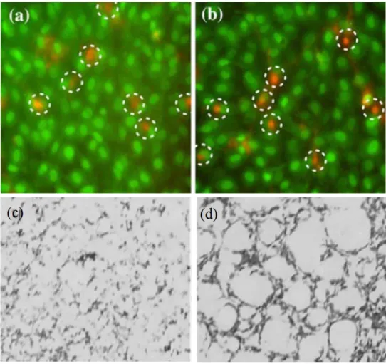 Figure 1.7 Viability assays(a-b) and mineralization studies(c-d) of osteoblast plated on control and HAp- HAp-Gemosil