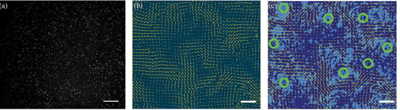 Figure  1:  Vortices  in  a  2D  active  nematic  flow  field.    (a)  An  active  nematic  in  which  one  of  every 