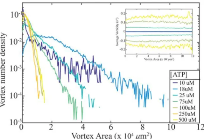 Figure  3:  ATP  concentration  controls  distribution  of  vortex  sizes.  Density  of  vortices  plotted  as  function  of  vortex  area  of  2D  active  nematic  systems  plotted  for  a  range  of  ATP  concentrations