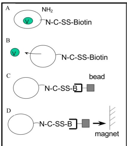 Figure 1Isolation of membrane by nitrogen decompression. (C) Binding of themagnetic streptavidin beads to the biotinylated plasma mem-brane