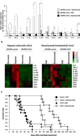 Figure 4: Effects of CYLD overexpression on expression of inflammatory cytokines and survival of mice after bevacizumab treatment