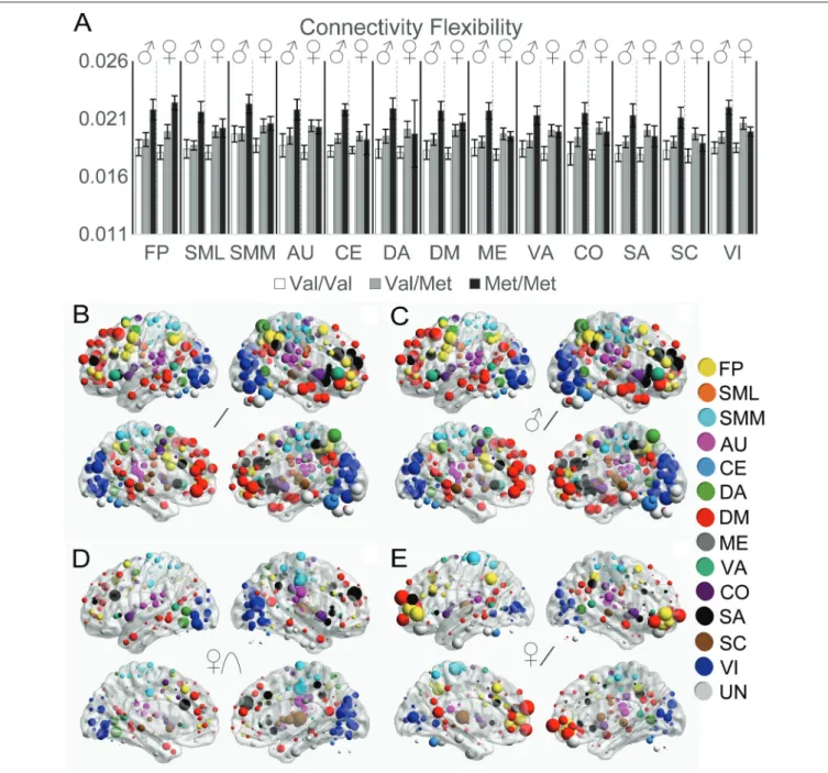FIGURE 5 | Effects of COMT genotype and sex on functional connectivity flexibility between resting and task states