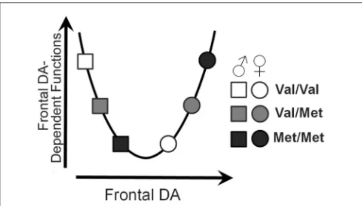 FIGURE 6 | U-shaped model of frontal dopamine function. Theoretical influences of both sex and COMT genotype on frontal dopamine levels by which sex and COMT genotype may affect frontal dopamine-dependent functions.