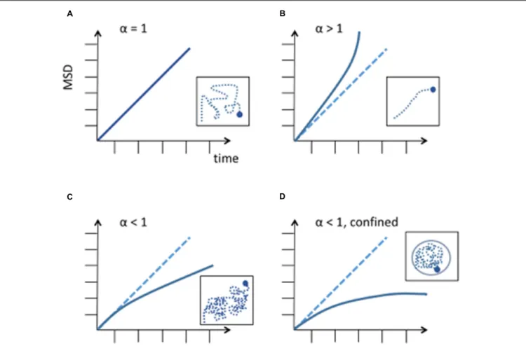 FIGURE 1 | Different diffusion behaviors of a particle. MSD is expressed in µm 2 . (A) Random diffusion of a particle, this corresponds to Brownian motion.