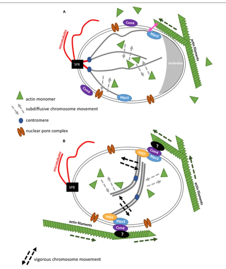 FIGURE 2 | Schematic representation of the interaction of actin with chromosome movement in the cell nucleus in budding yeast