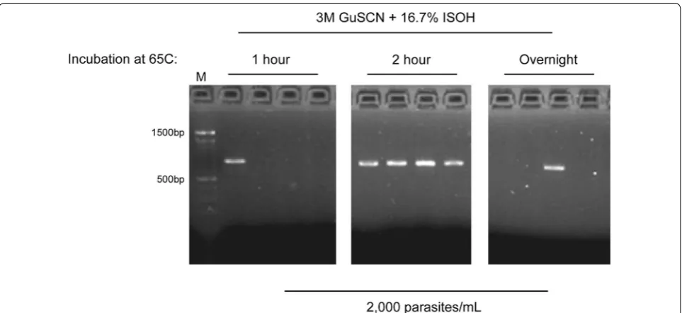 Fig. 1 Incubating dried blood spots with lysis buffer at 65 °C for 2 h improves k13 PCR success rate