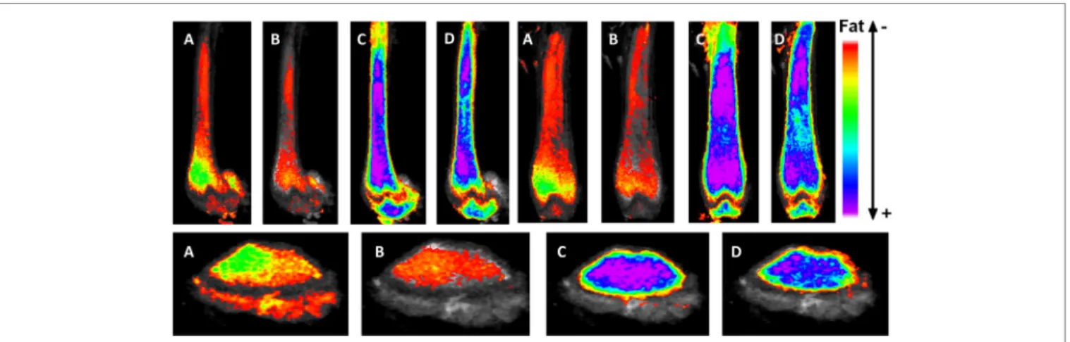 FigURe 2 | exercise suppresses marrow adipose tissue accumulation, despite PPARγ agonist treatment