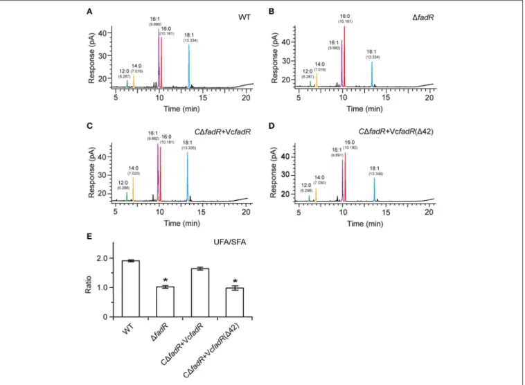 FIGURE 9 | Systematic analyses of fatty acid profile suggests that functional alteration of the Vibrio FadR remodels structure of bacterial membrane phospholipids.