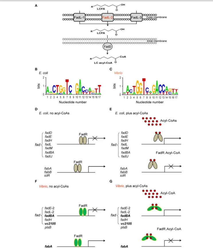 FIGURE 1 | Working model for Vibrio FadR-mediated fatty acid sensing and regulation. (A) Schematic representative for uptake and activation of long-chain fatty acids by FadL-FadD system of V