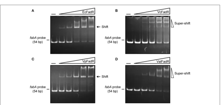 FIGURE 1 | from E. coli K-12 MG1655 (http://regprecise.lbl.gov/RegPrecise/regulon.jsp?regulon_id=10286), and the putative Vibrio FadR sites were collected from 9 Vibrio species (http://regprecise.lbl.gov/RegPrecise/sites.jsp?regulog_id=1762) (Novichkov et 
