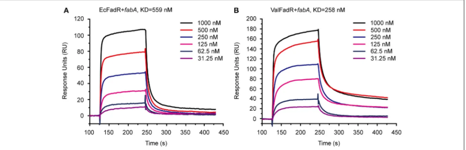 FIGURE 3 | SPR-based assays for binding of fabA to the FadR regulator. (A) SPR analysis of the E
