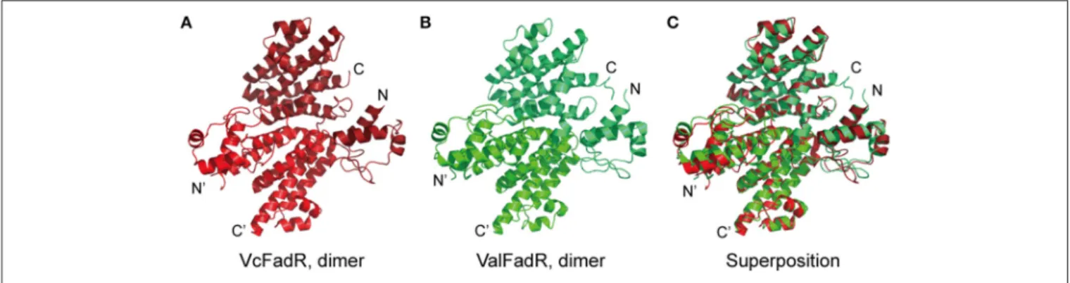 FIGURE 5 | Structural comparison of the FadR proteins of V. cholerae and V. alginolyticus