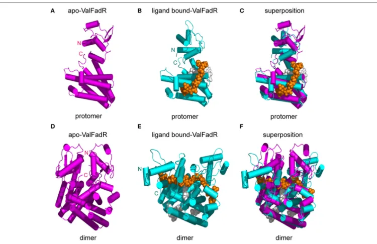 FIGURE 7 | Structural comparison of the apo- and ligand bound-FadR protein from V. alginolyticus