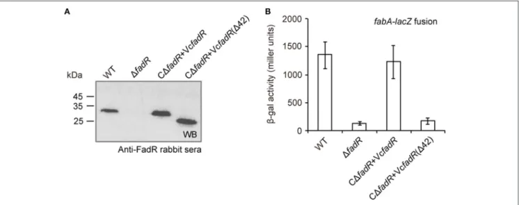 FIGURE 8 | FadR activates expression of fabA, an important gene for unsaturated fatty acid synthesis in V