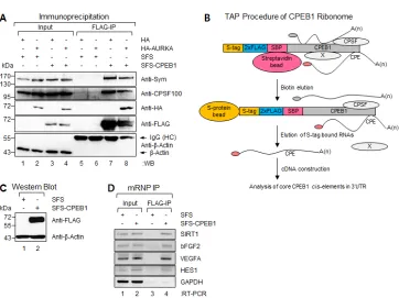 Figure 3: Identification of CPEB1-associated transcripts by Ribonomics approach. (A) Plasmids encoding SFS-CPEB1 and HA-AURKA were ectopically expressed in 293T cells