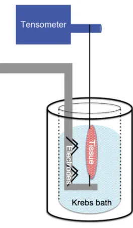 Figure 1. In Vitro Contractility Set-Up
