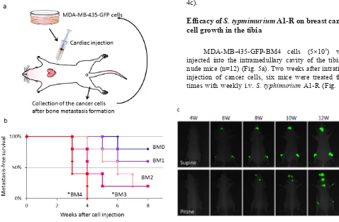 Figure 3: In vivo selection of highly brain-metastatic cancer cells. a) Schematic representation of the in vivo cyclic selection process for high bone-metastatic variants