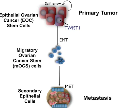 Figure 2: Effect of Chemotherapy on Cancer Stem Cells. Primary tumors are heterogeneous made up by a hierarchy of cancer cells (A/B)